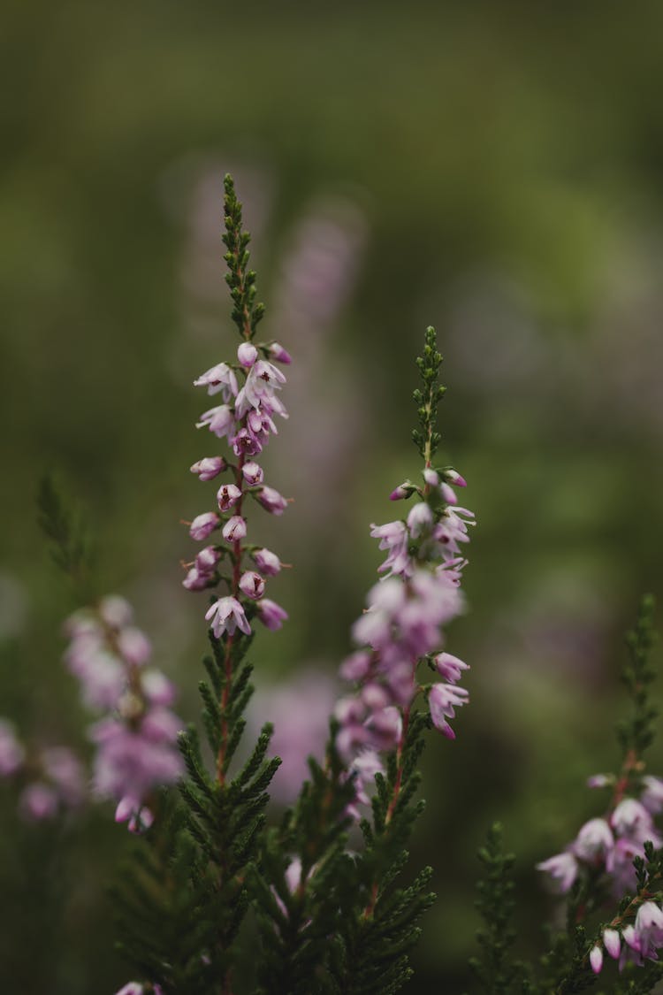 Purple Flowers On Shrub