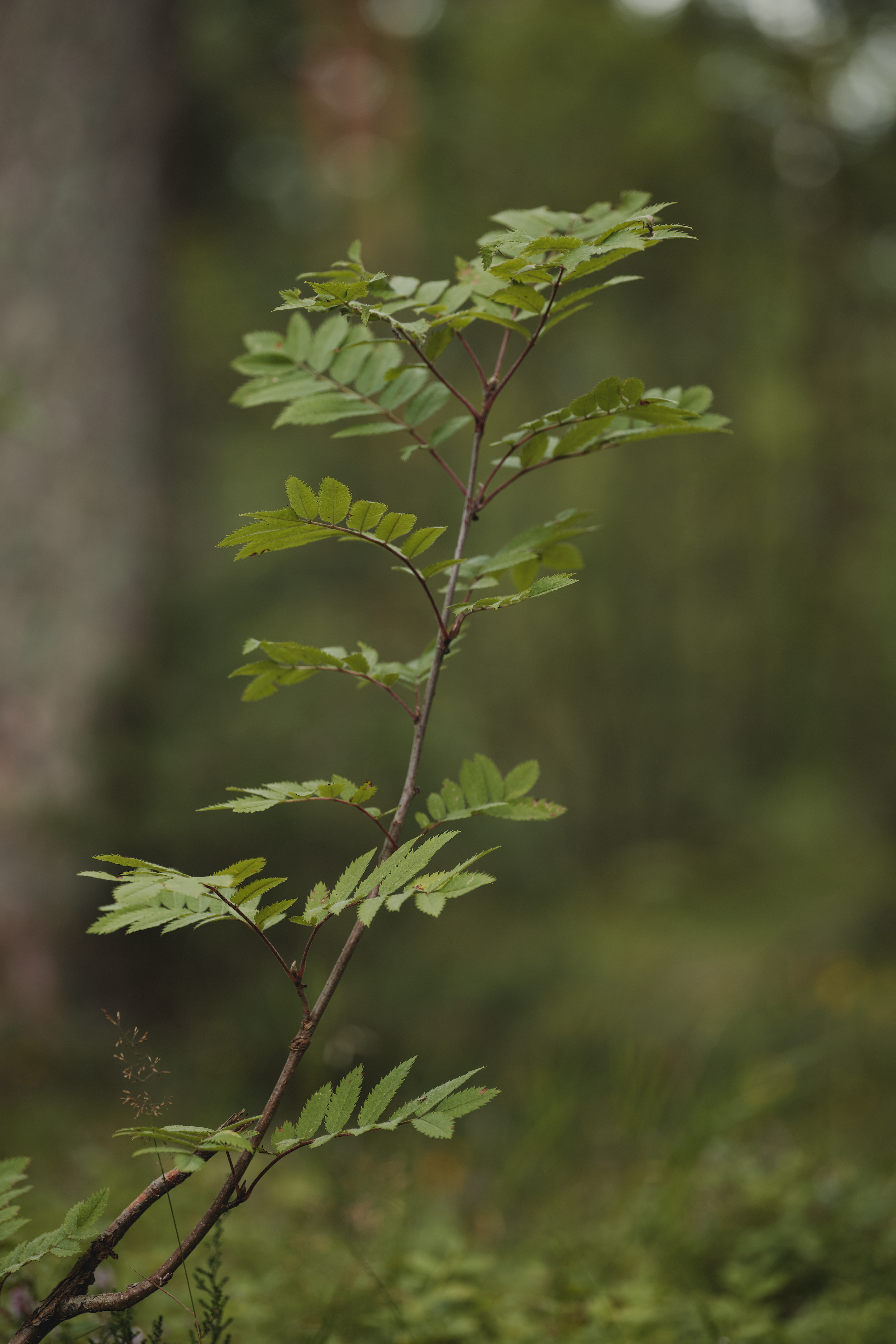 Serene shot of a green tree branch standing out against a blurred forest backdrop.