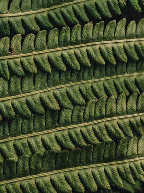 パターン, 垂直ショット, 植物の無料の写真素材