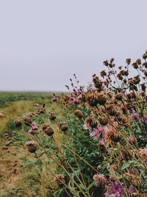 Kostenloses Stock Foto zu außerorts, blumen, feld