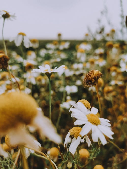 Základová fotografie zdarma na téma heřmánek, hřiště, květiny