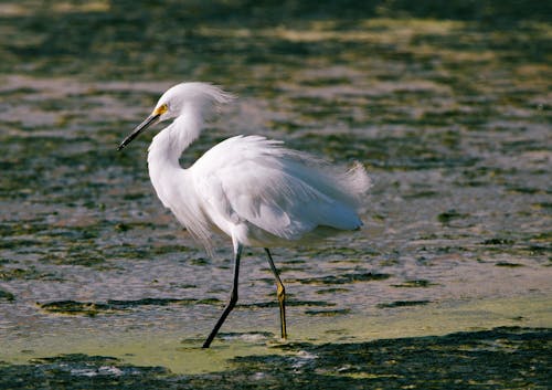 Great Egret Walking in Shallow Water