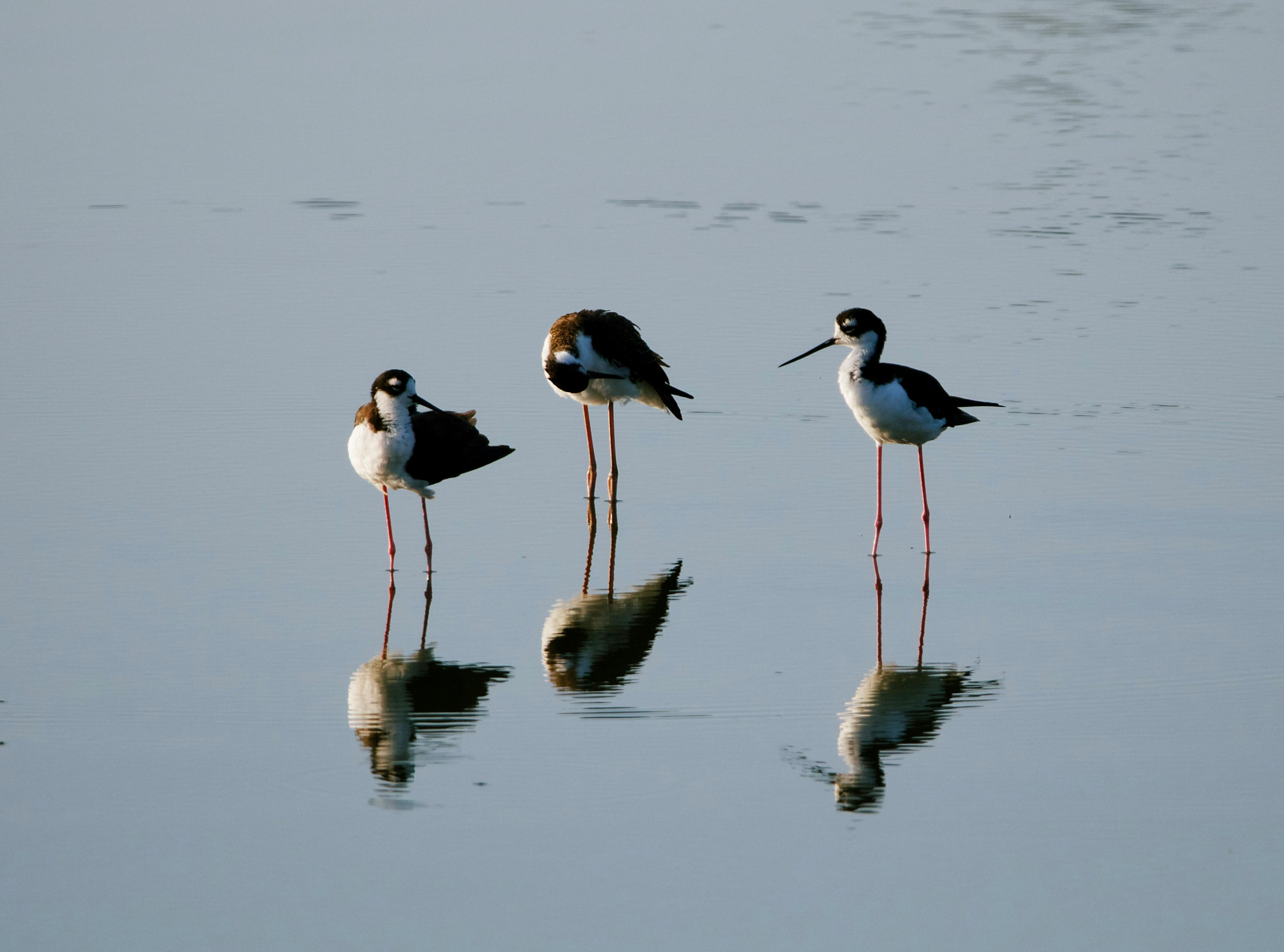 Blackwinged Stilts Birds in Water · Free Stock Photo