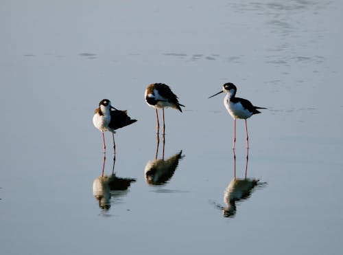 Black-winged Stilts Birds in Water