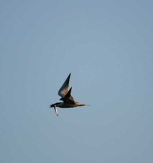 Bird Flying with Fish in Beak