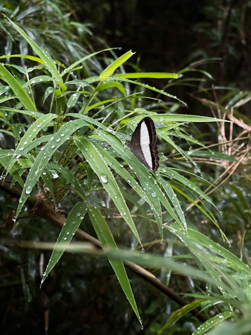 Butterfly on Leaf with waterdrops