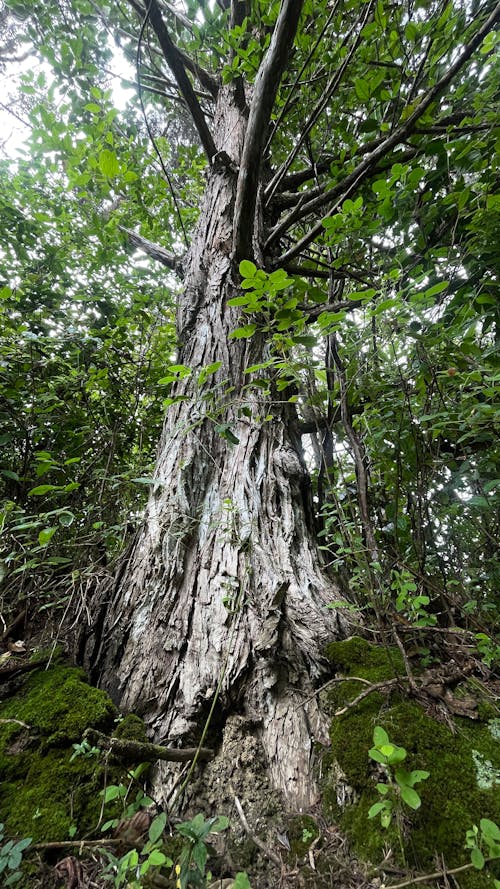 Tree on the woods