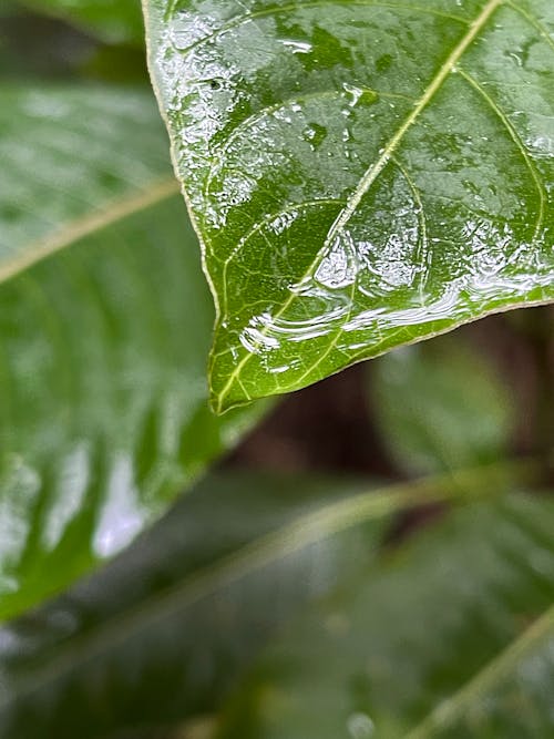 Leaf with waterdrops