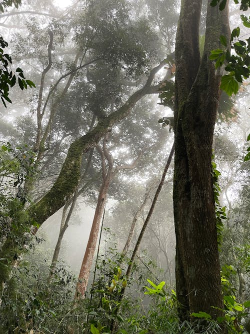 Immagine gratuita di foresta, foschia, nebbia