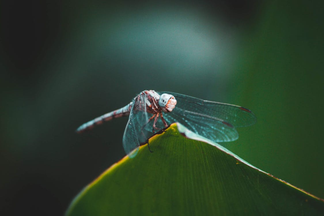 Water bug · Free Stock Photo