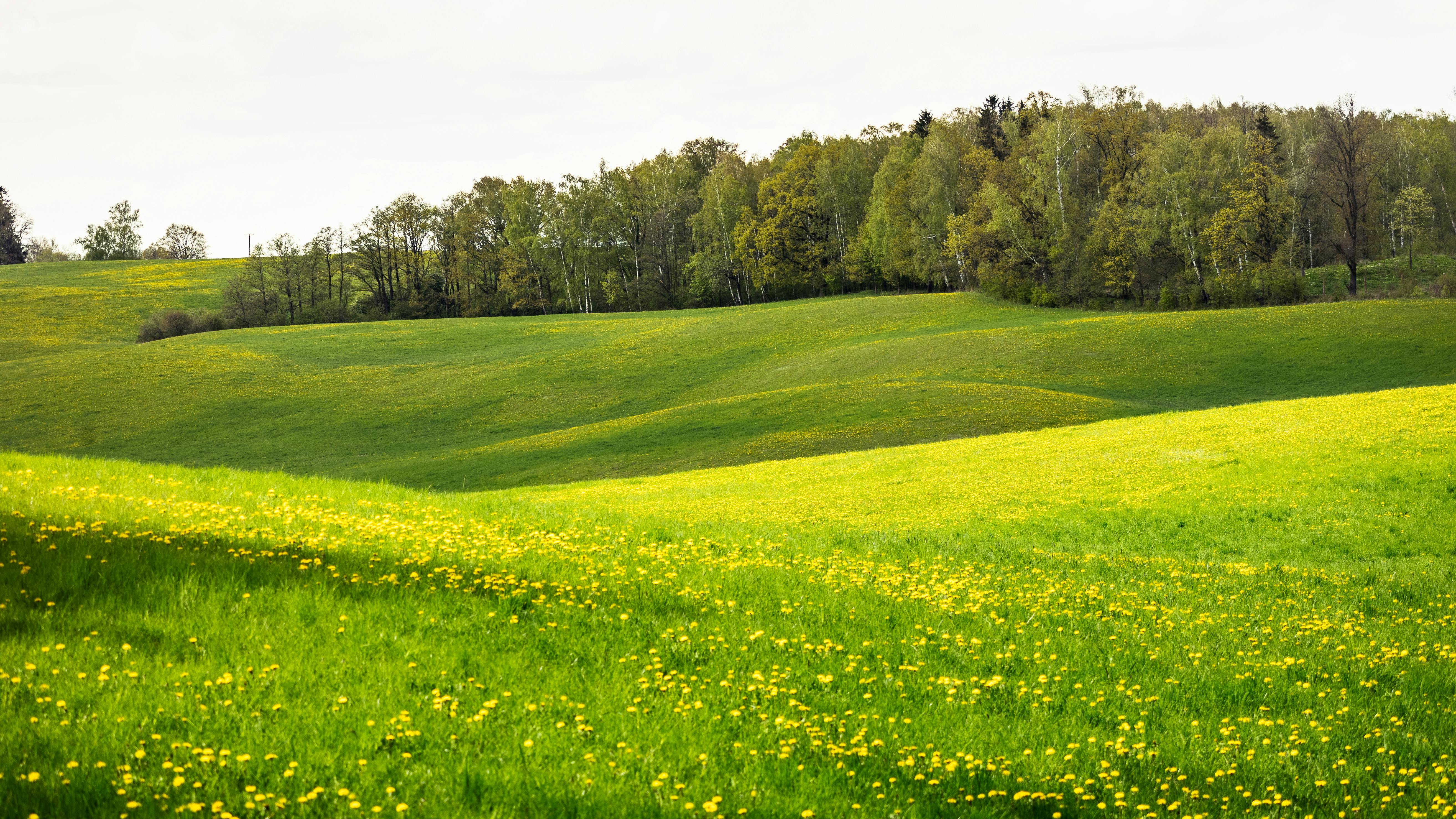 yellow field