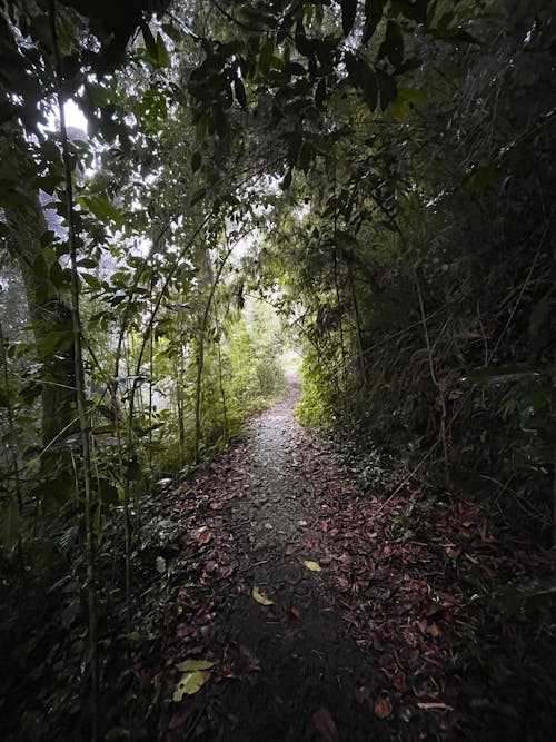 Path in the woods