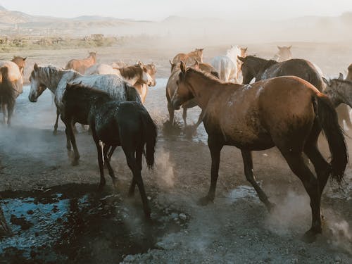 Imagine de stoc gratuită din apă, cai, fotografie cu animale sălbatice