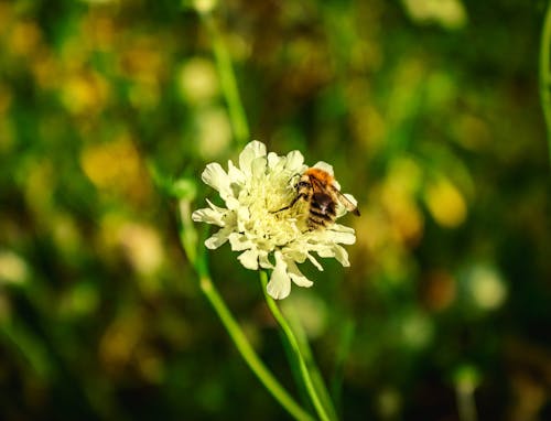 Darmowe zdjęcie z galerii z kwiat, pszczoła, tapeta