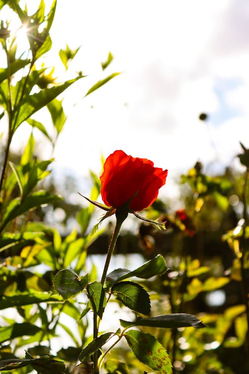 Darmowe zdjęcie z galerii z ciemnozielone liście, czerwona róża, estetyczne tapety