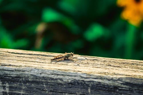 Free stock photo of bench, dark green plants, insect