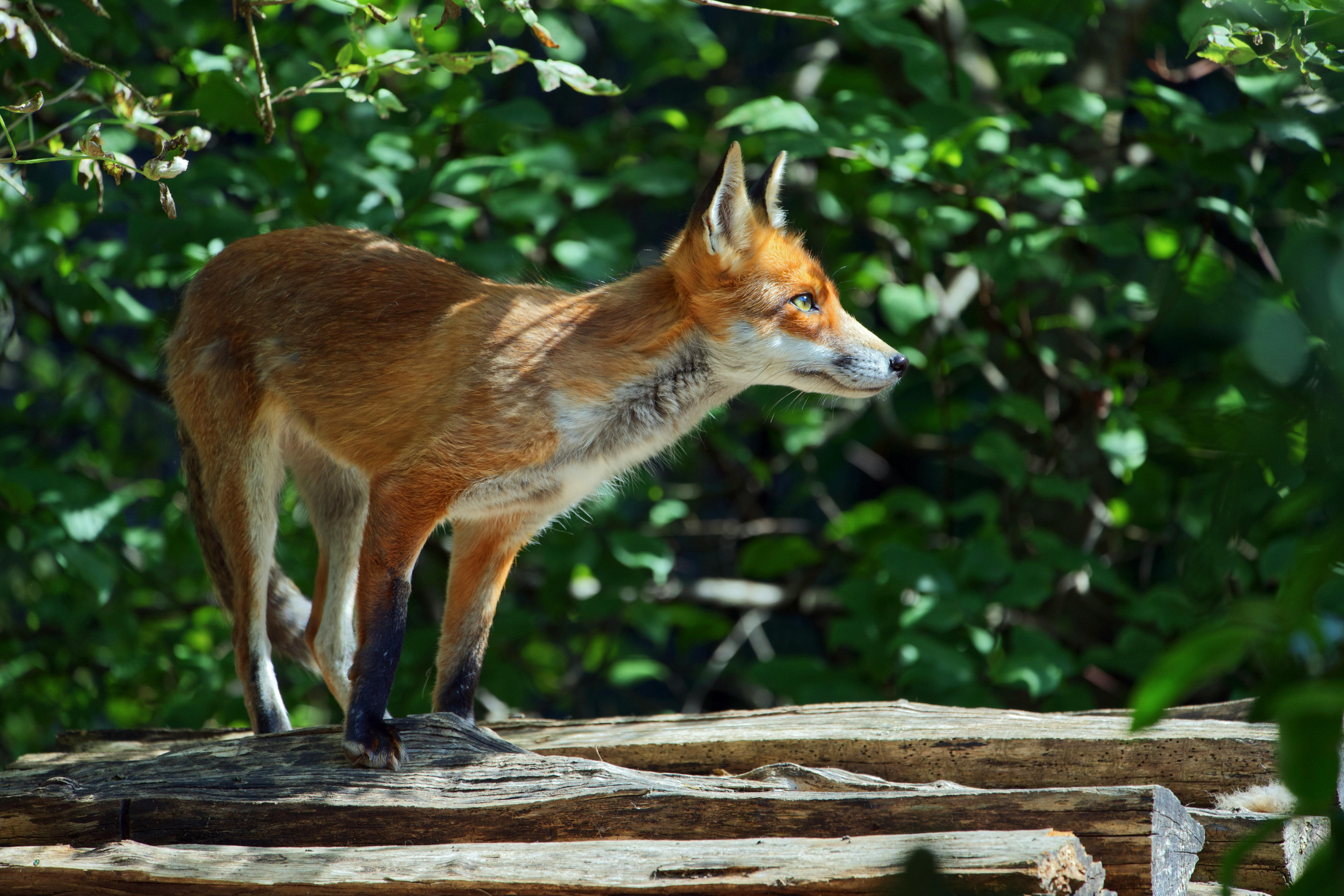 A red fox stands alert on wooden logs amidst lush green foliage in a forest setting.