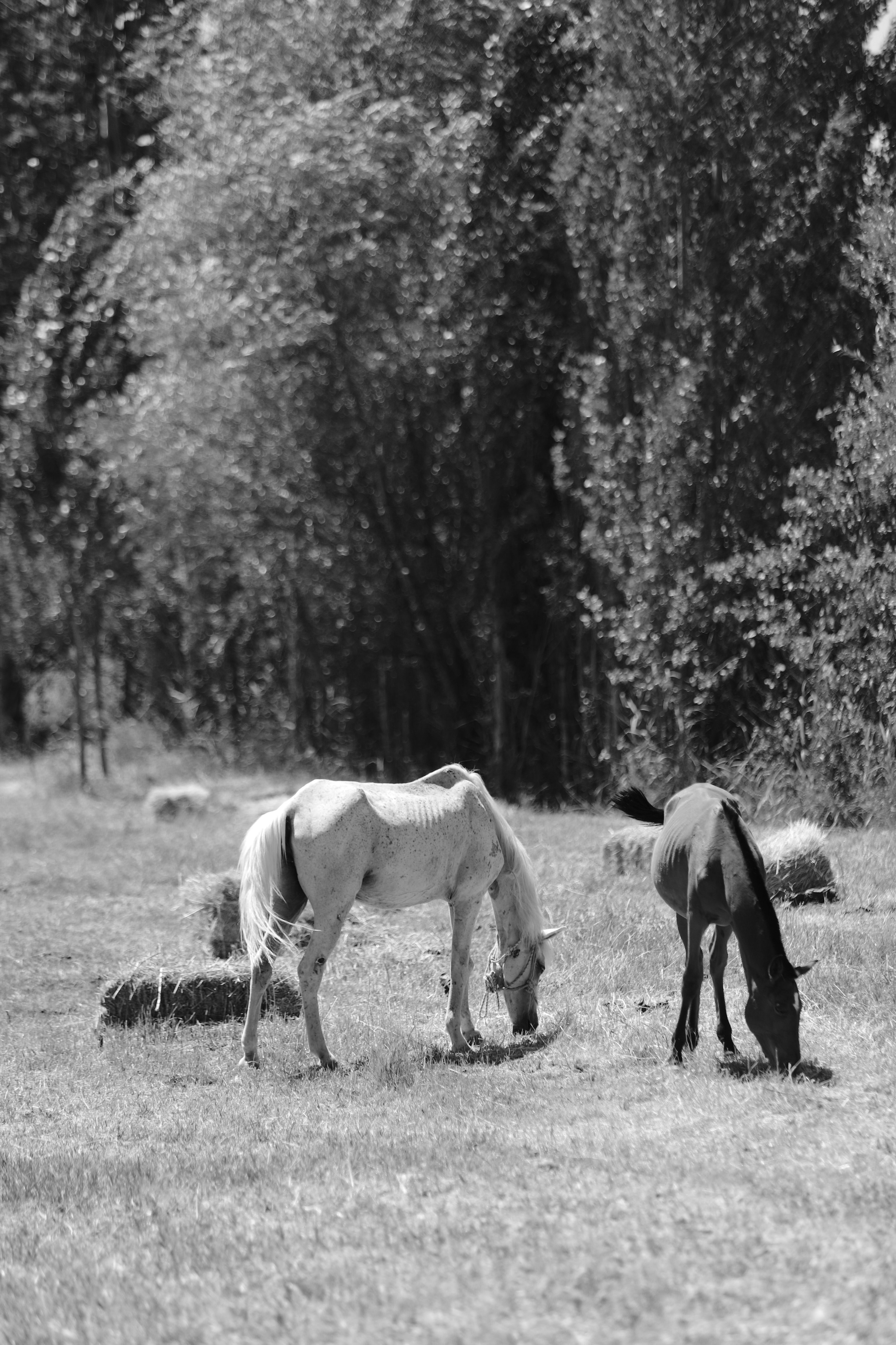 Horses Grazing in Black and White · Free Stock Photo