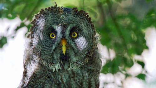 A Great Grey Owl