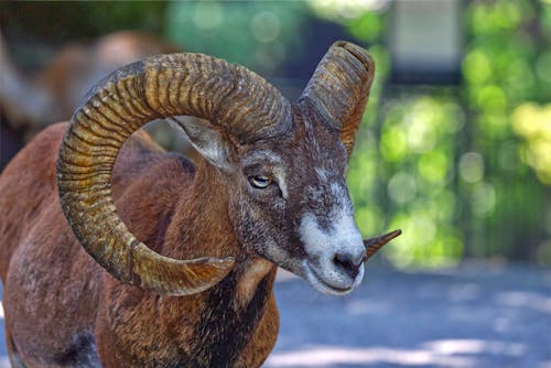 Imagine de stoc gratuită din a închide, animal, coarne