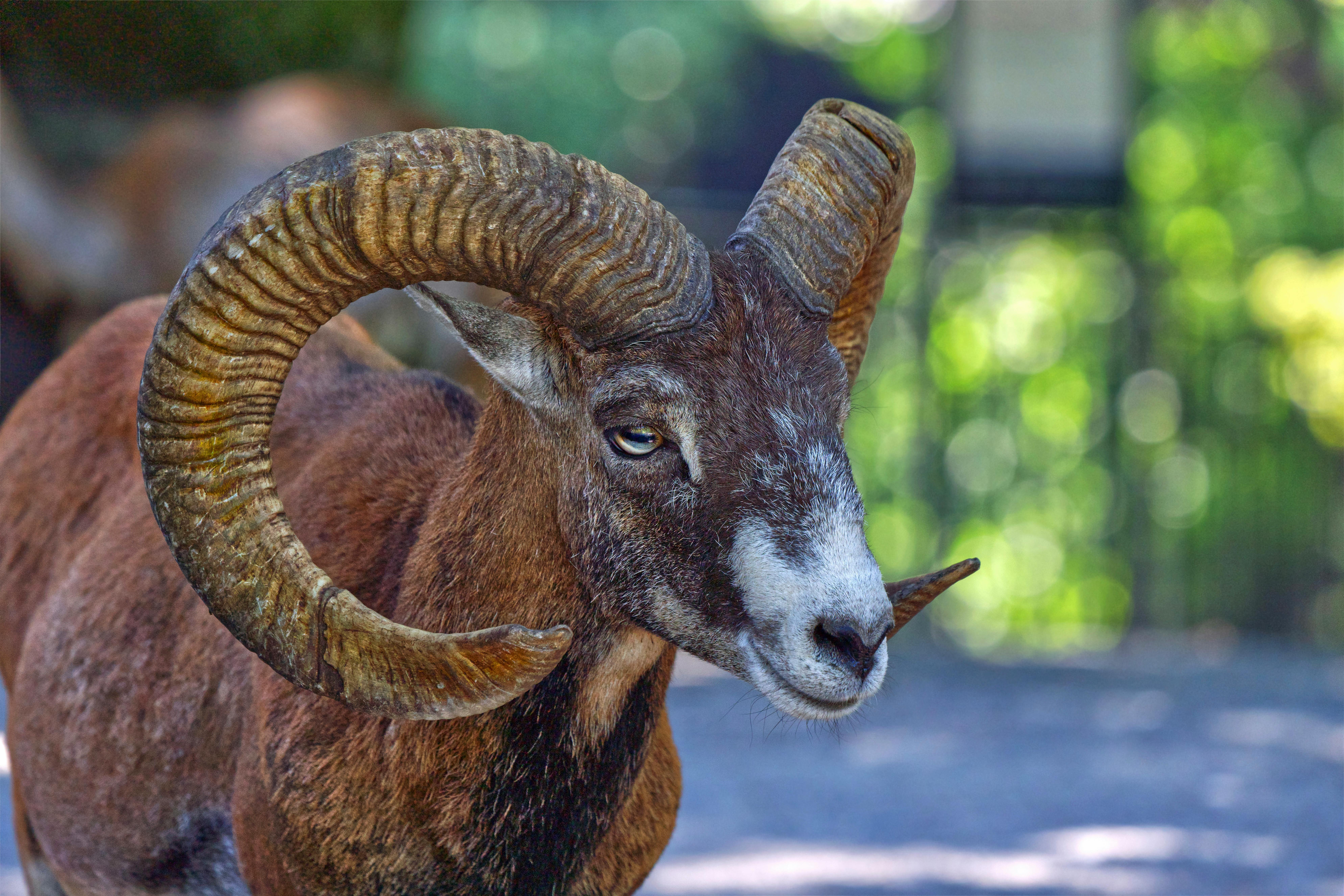grátis Foto profissional grátis de ambiente natural, animais selvagens, animal Foto profissional