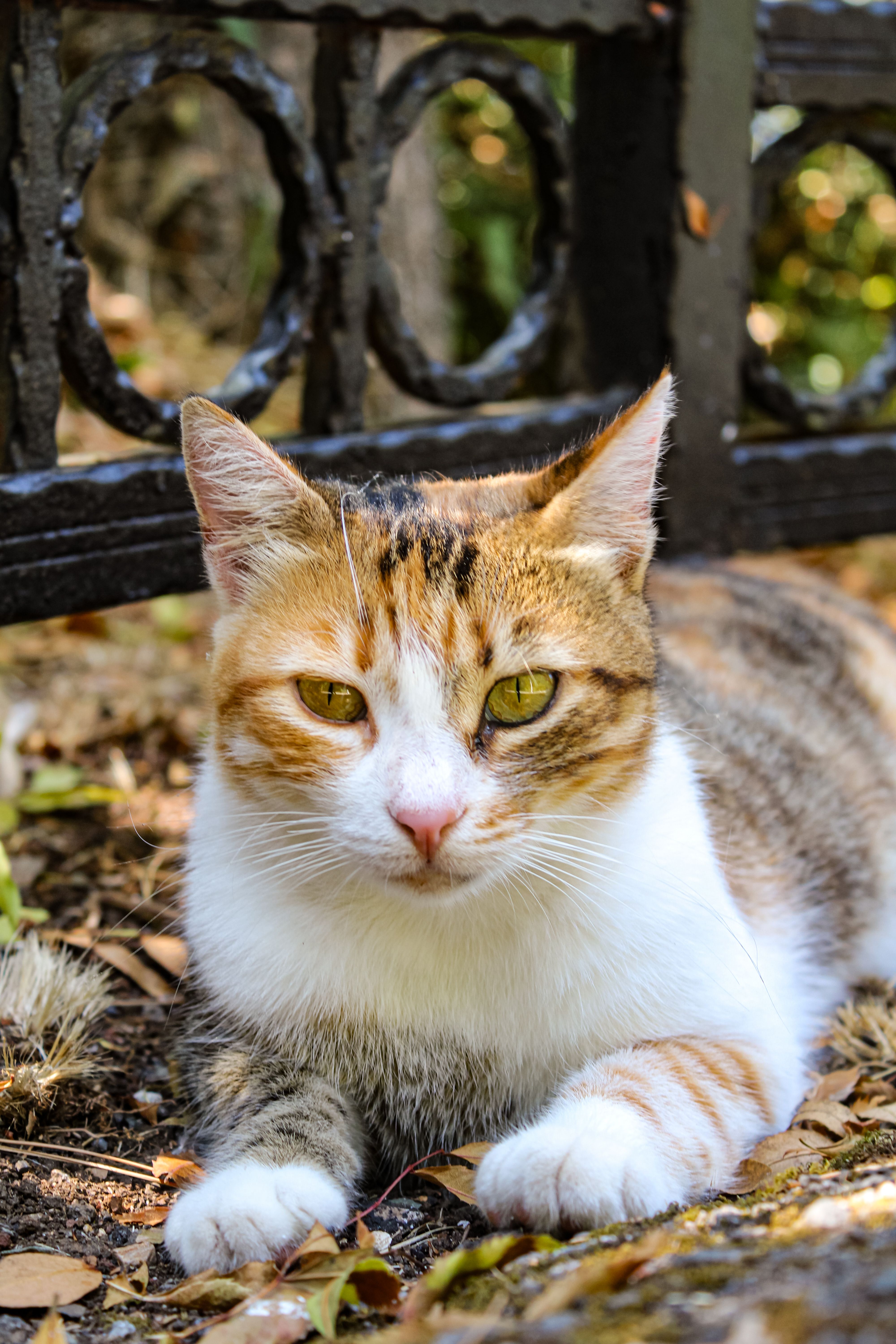 A Cat Lying on the Ground · Free Stock Photo