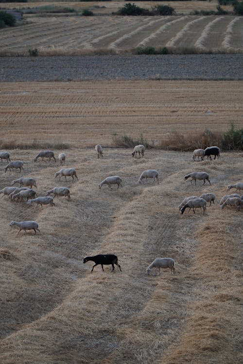 Aerial View of a Flock of Sheep on a Pasture 