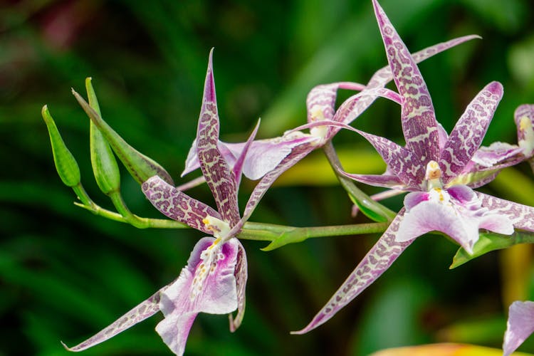 Purple Orchid Flowers