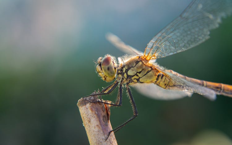 Dragonfly In Close Up