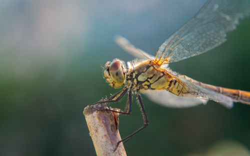 Free Detailed macro image of a dragonfly resting in natural sunlight. Stock Photo