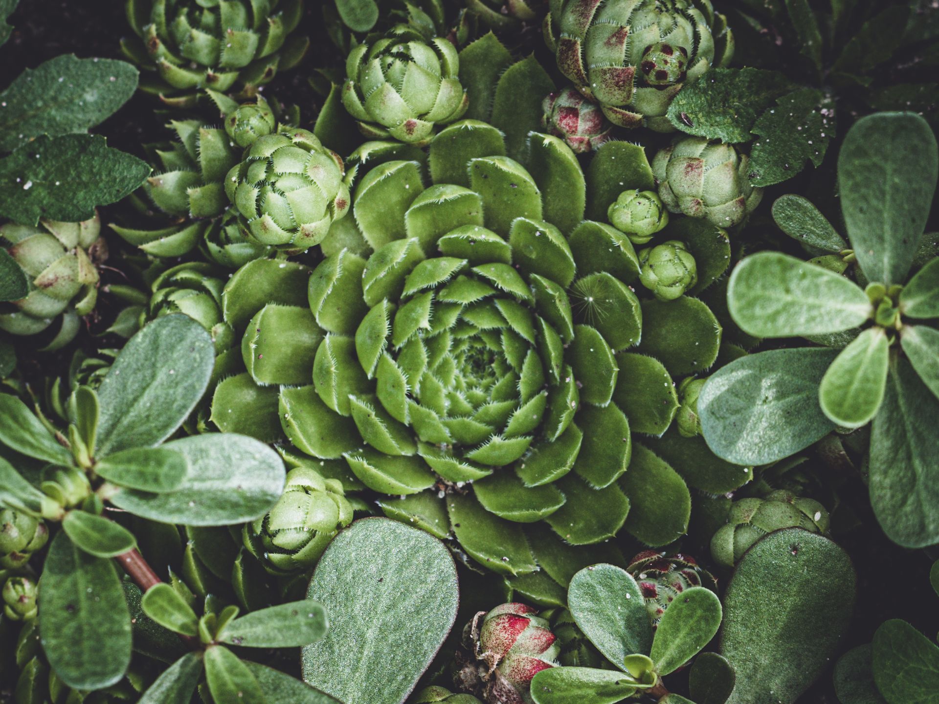 Vibrant green succulents with dew drops create a fresh, natural look.