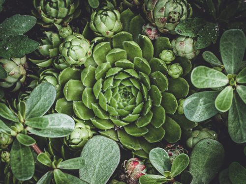 Free Vibrant green succulents with dew drops create a fresh, natural look. Stock Photo