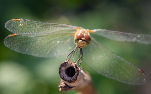 Clsoe-up of a Dragonfly 