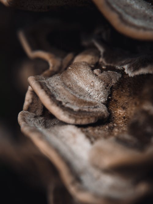 Mushroom in Close Up