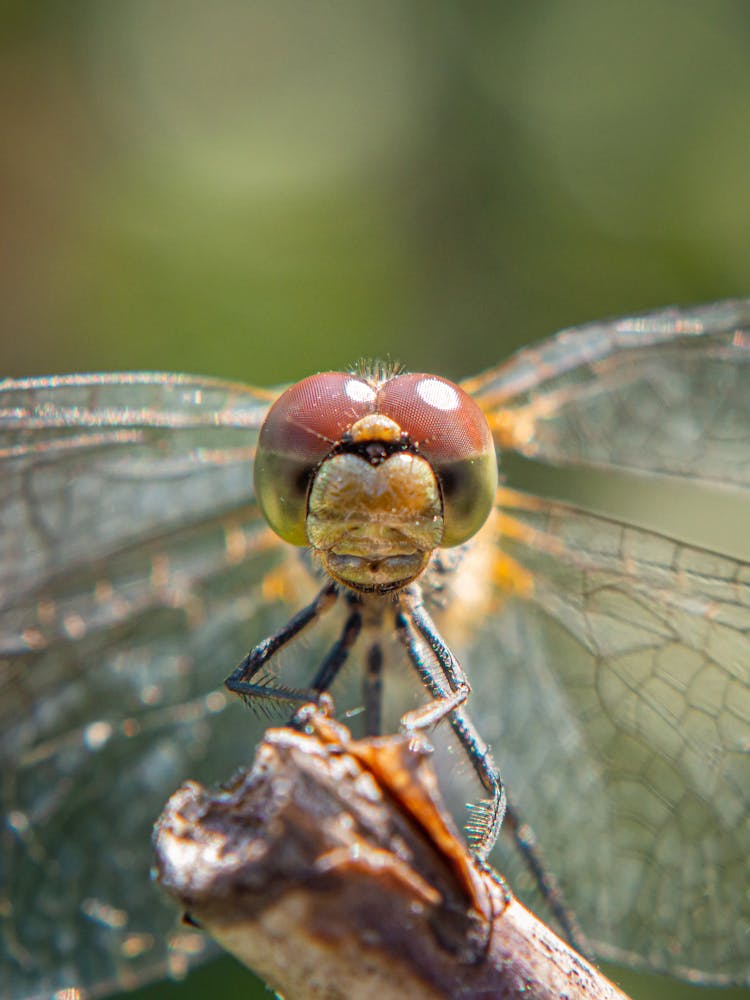 Dragonfly In Close Up