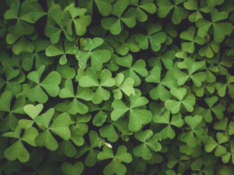 Close-up view of vibrant green clover leaves showcasing nature's intricate patterns.