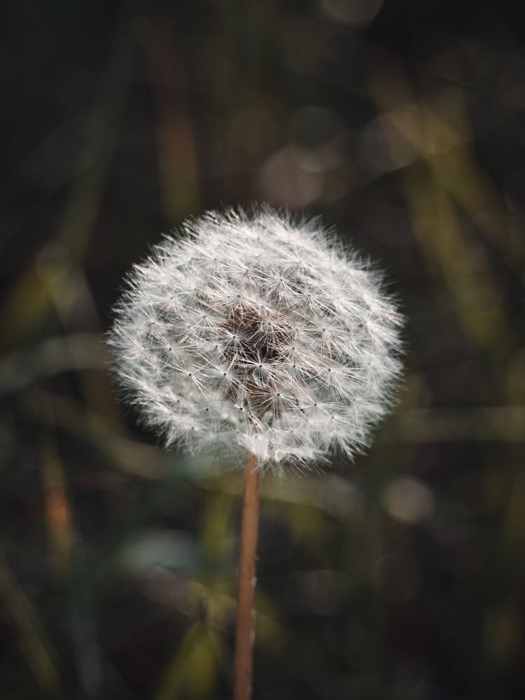 Dandelion Seed Head