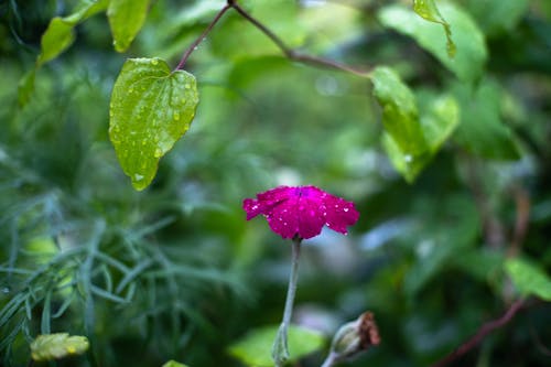 Free stock photo of bokeh, close up, drops