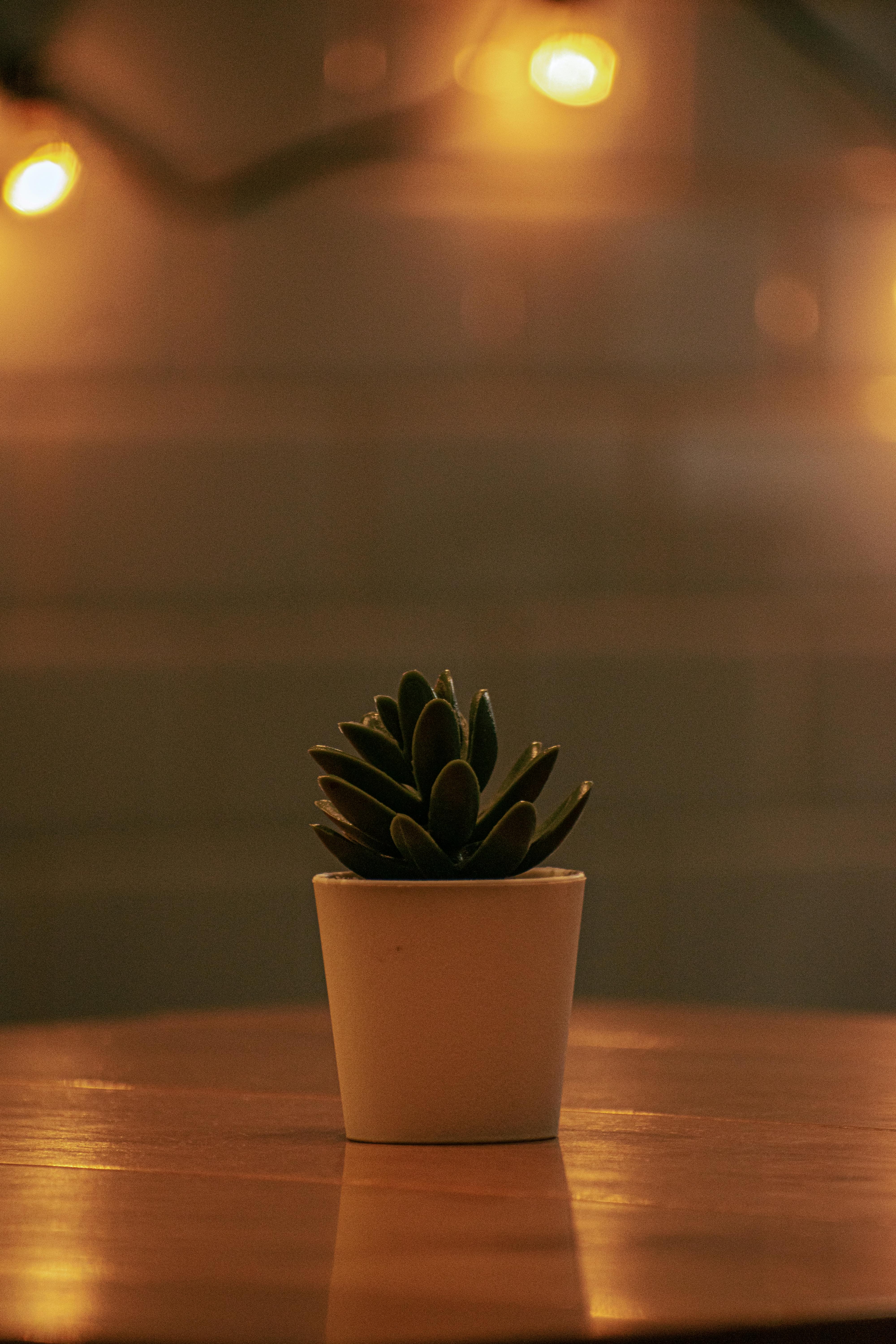 Gratuit Imagine de stoc gratuită din a închide, acasă atmosferă, ambianta interioara Fotografie de stoc