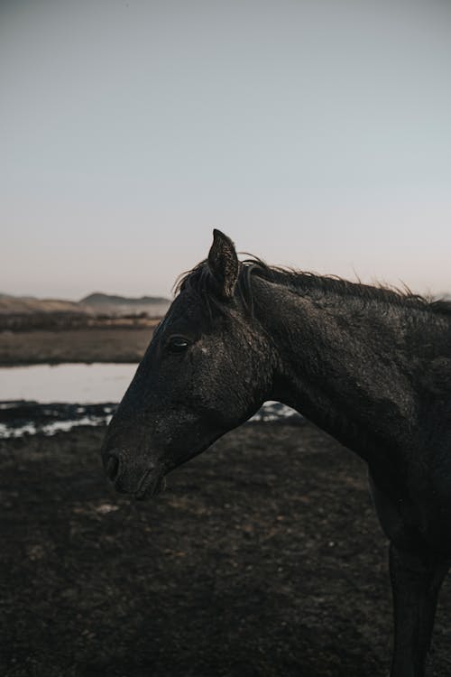 Základová fotografie zdarma na téma černá, detail, fotografování zvířat