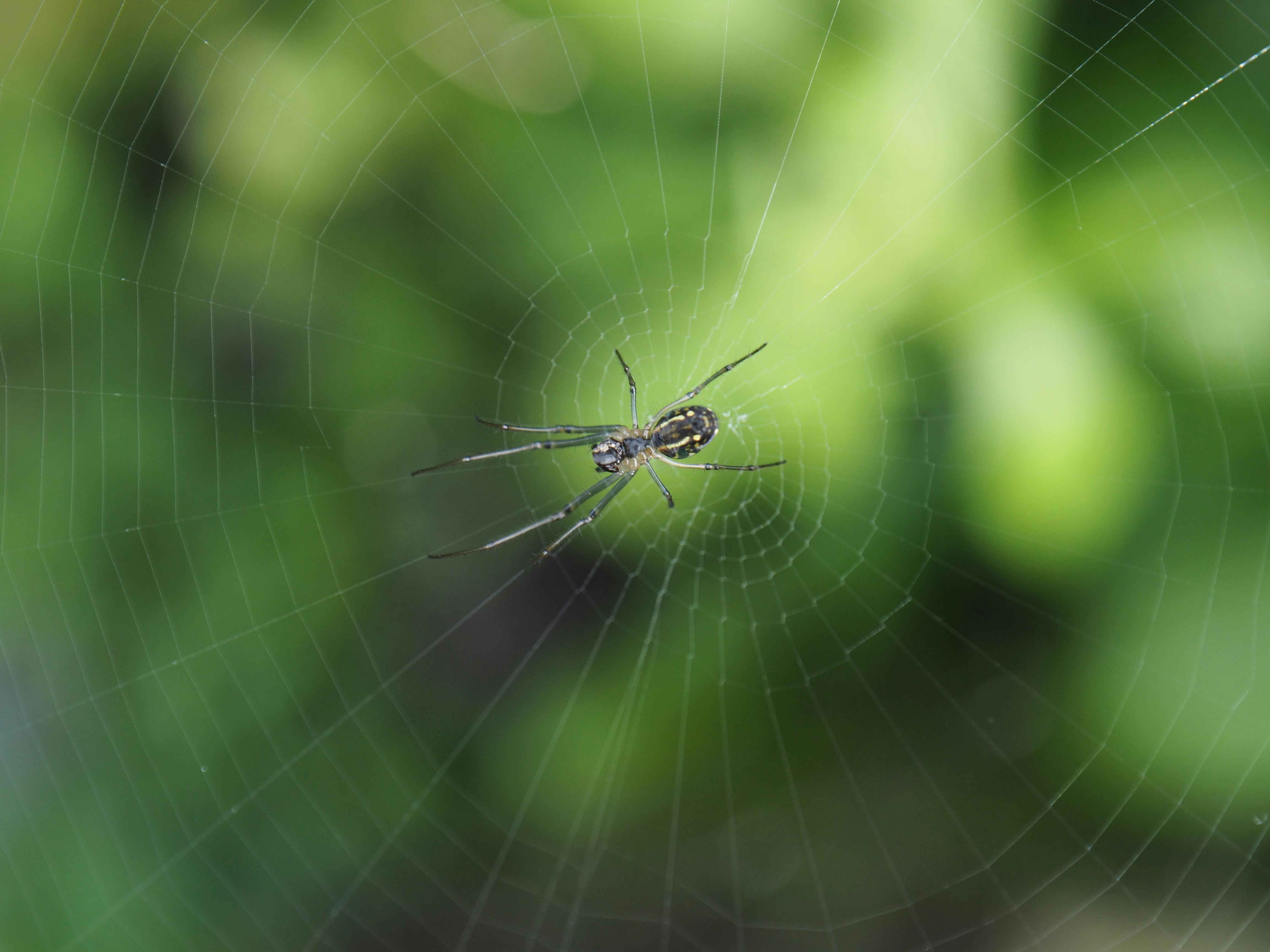 Spider web copy space hi-res stock photography and images - Alamy