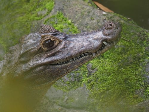 Free Detailed close-up of a crocodile's head with mossy background, showcasing wildlife photography. Stock Photo