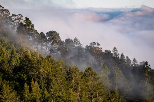 Kostnadsfri bild av bergen, dimma, landskap