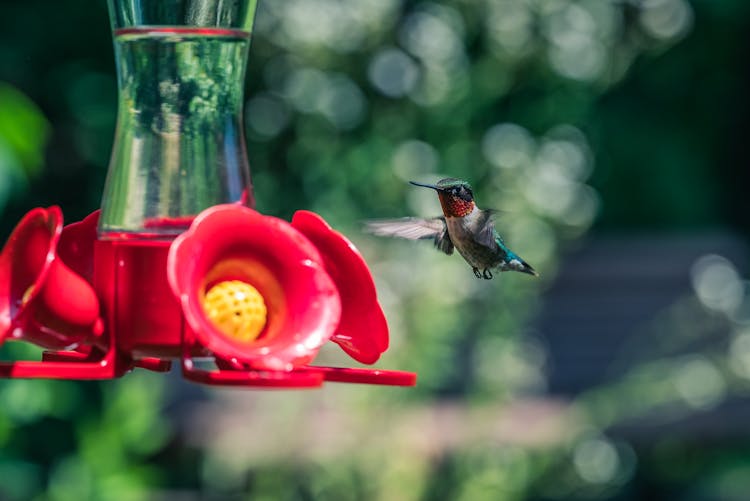 Hummingbird By Bird Feeder