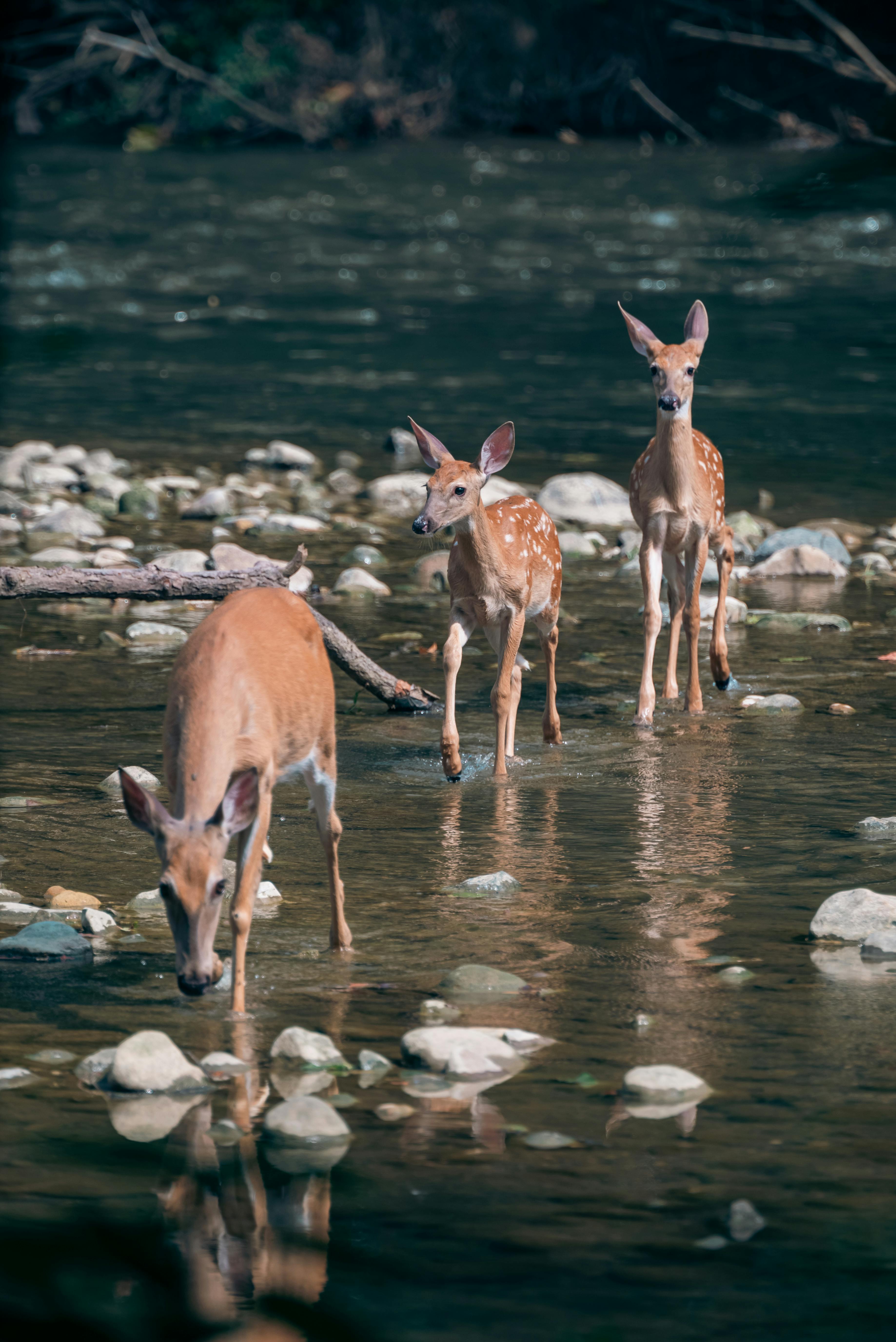 Deer Crossing River · Free Stock Photo