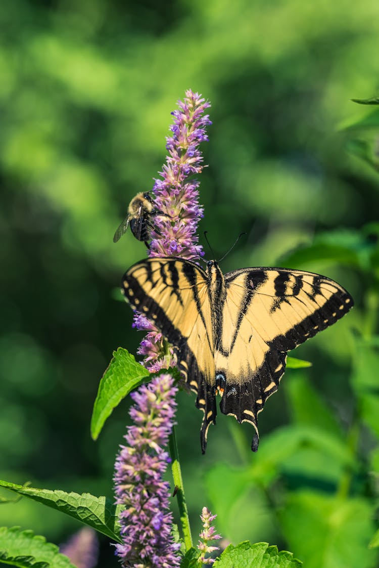 Bee And Butterfly On Flower