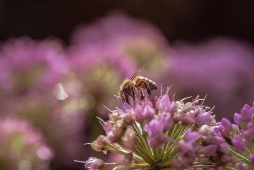 A honeybee actively pollinates purple flowers on a sunny day, highlighting nature's beauty.