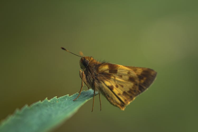 Yellow And Black Butterfly On Leaf