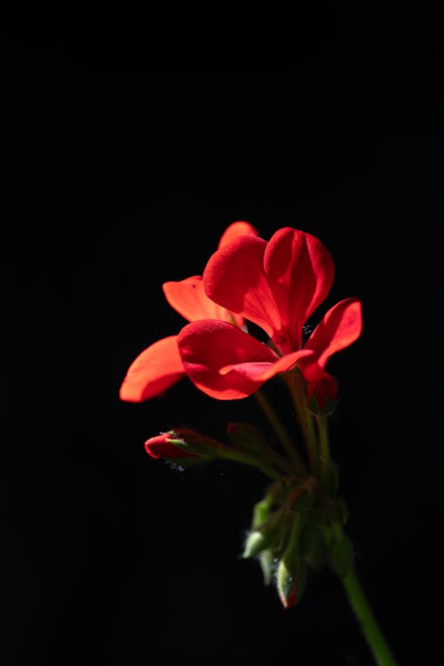 Kostnadsfri bild av anläggning, blommor, färsk