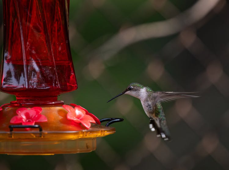 Hummingbird By Red Feeder